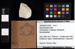 Foto (Objket + Etiketten) von Mundopsidae indet. 